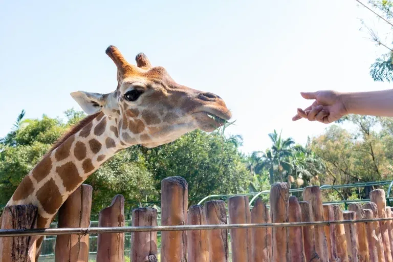 Kenija Nova godina – galerija 2