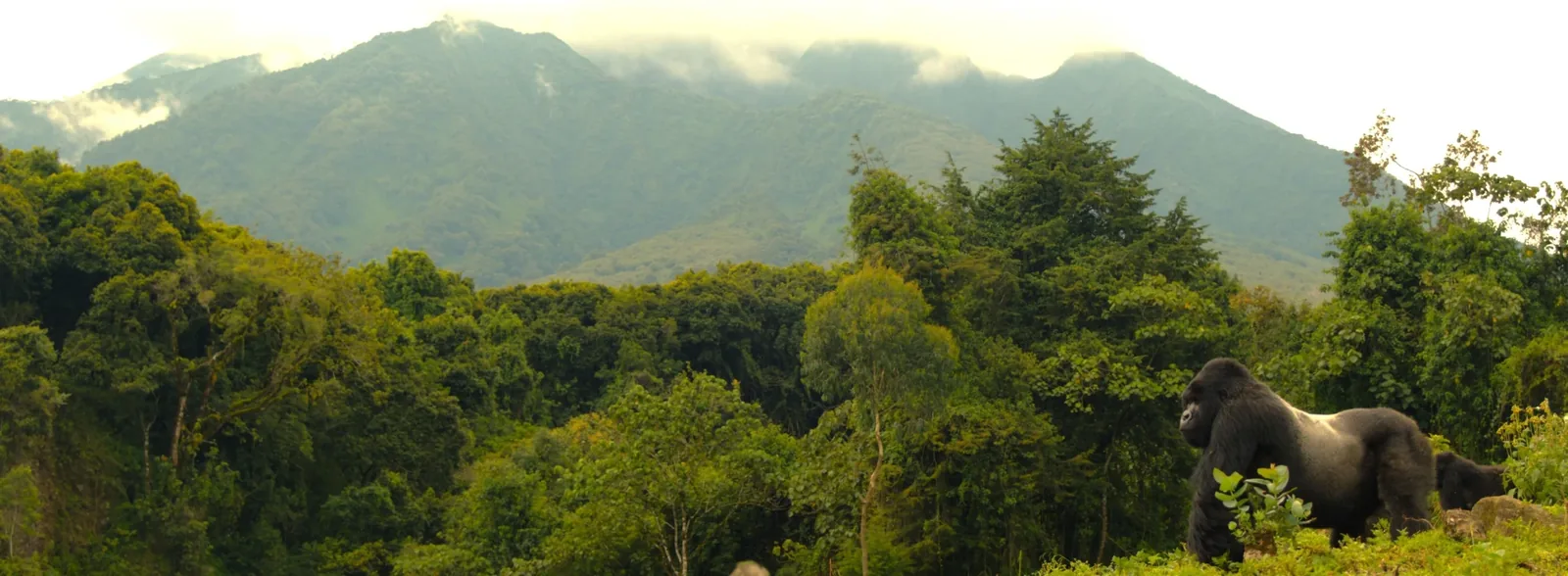 Ruanda i Uganda – galerija 1