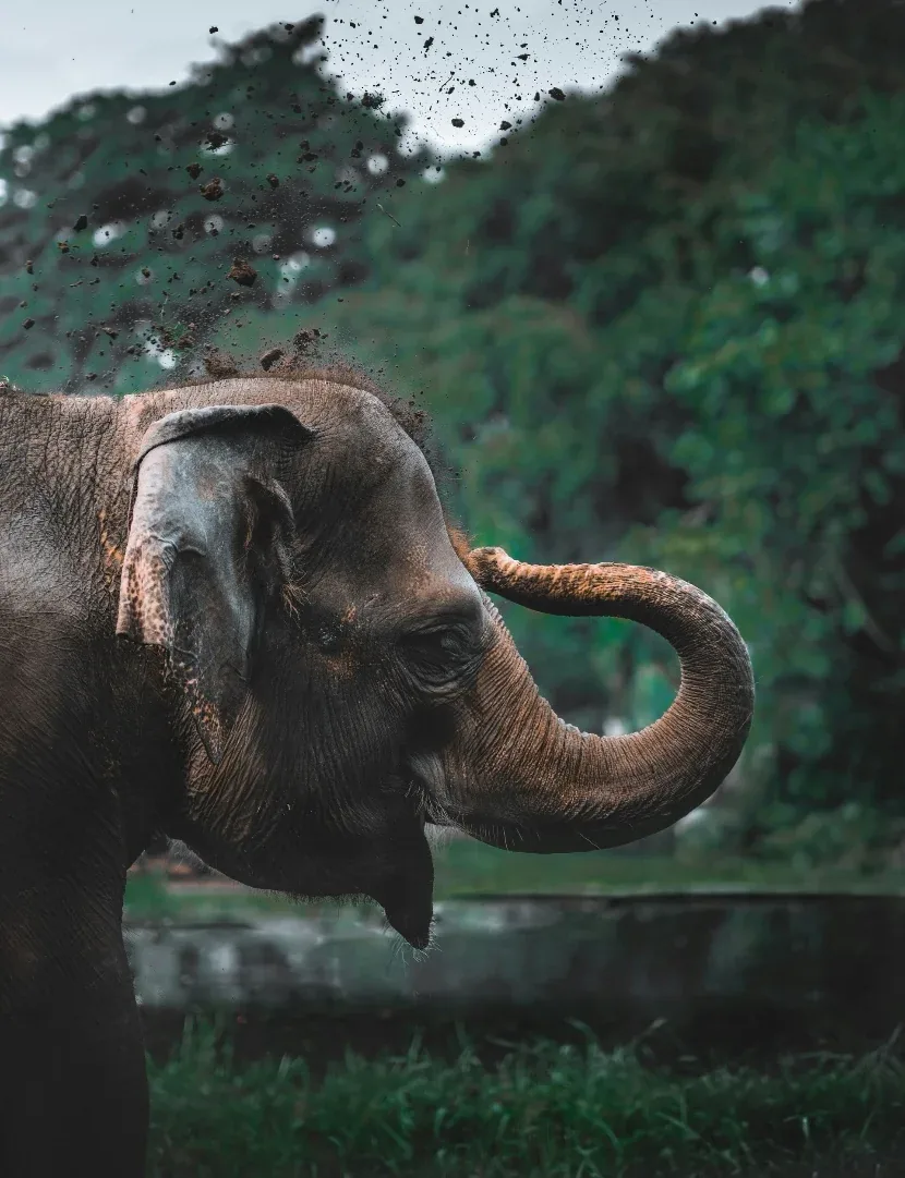 Tajland Nova godina 4