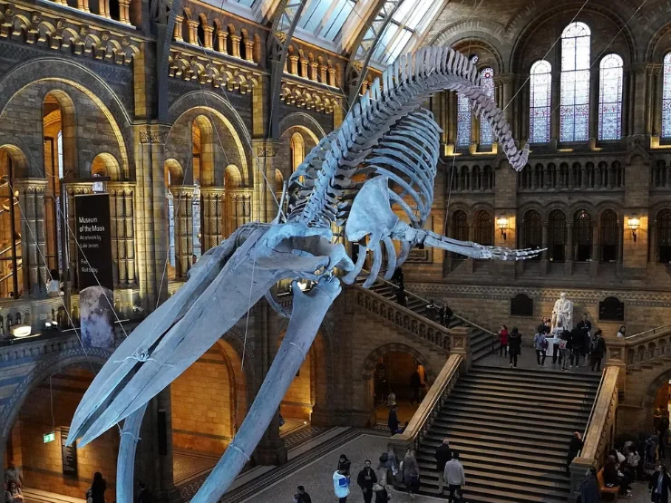 Natural History Museum u Londonu – dinosauri, meteori i evolucija besplatno u srcu grada