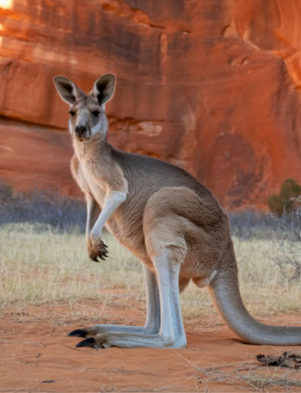 Australija – galerija 1