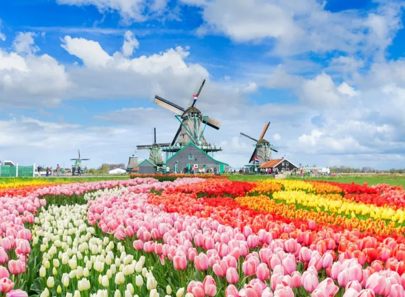 Amsterdam in cvetoča Nizozemska